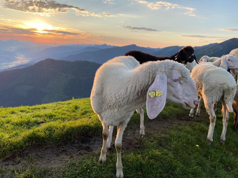 Sonnenaufgangsfrühstück am Hauser Kaibling - Impression #2.5 | © TVB Haus-Aich-Gössenberg