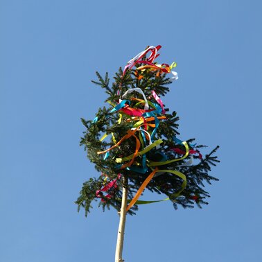 Maibaum | © Symbolbild PixaBay