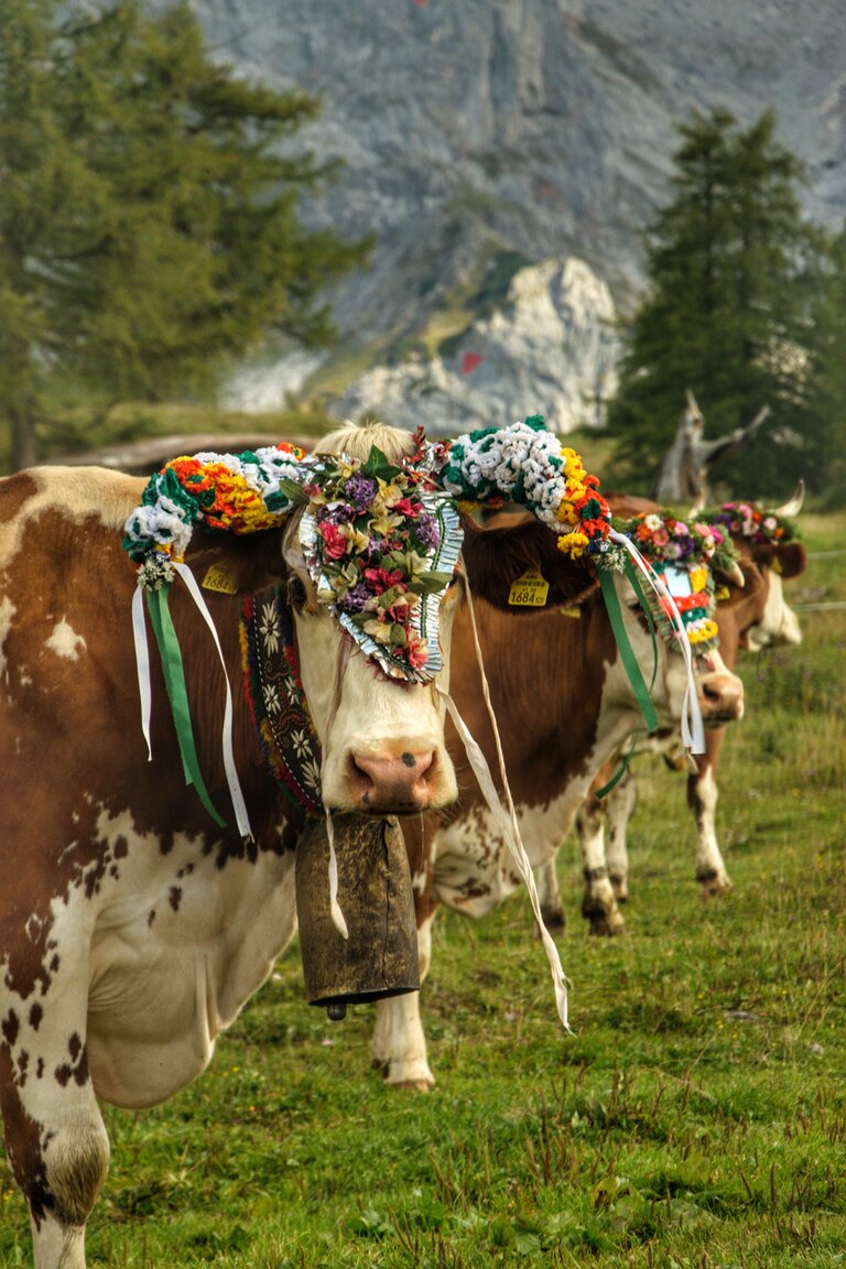 Almabtrieb in Ramsau am Dachstein | © Marlene Eggmayr