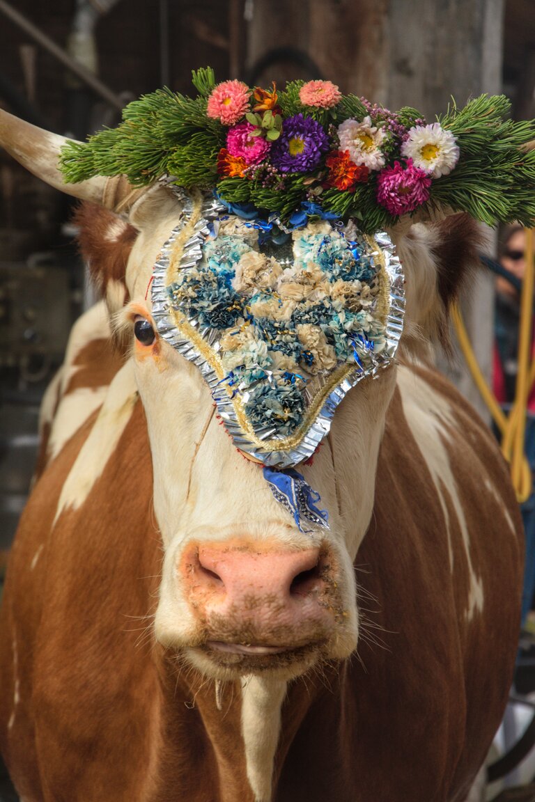 Almabtrieb in Ramsau am Dachstein | © Marlene Eggmayr