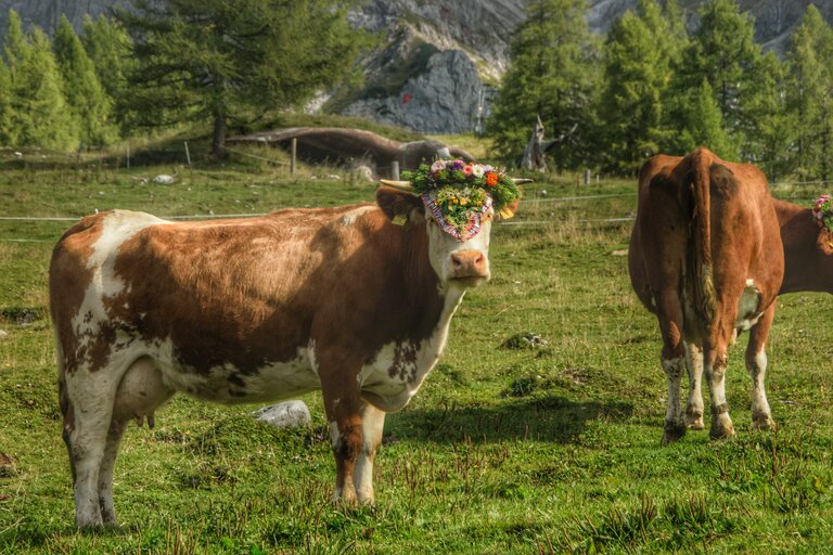 Almabtrieb in Ramsau am Dachstein | © Marlene Eggmayr