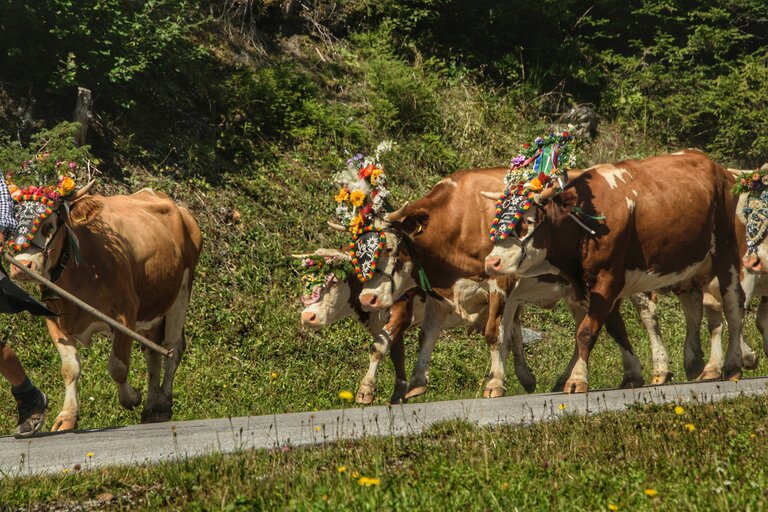 Almabtrieb in Ramsau am Dachstein | © Marlene Eggmayr