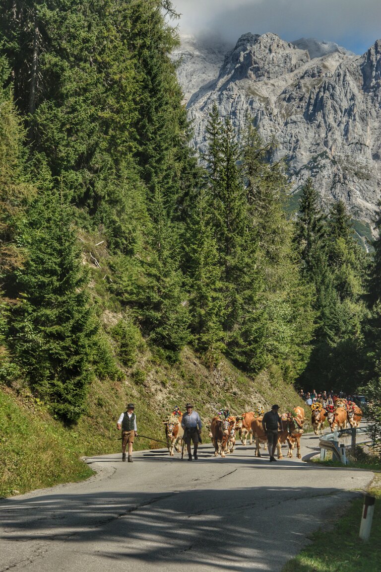 Almabtrieb in Ramsau am Dachstein | © Marlene Eggmayr