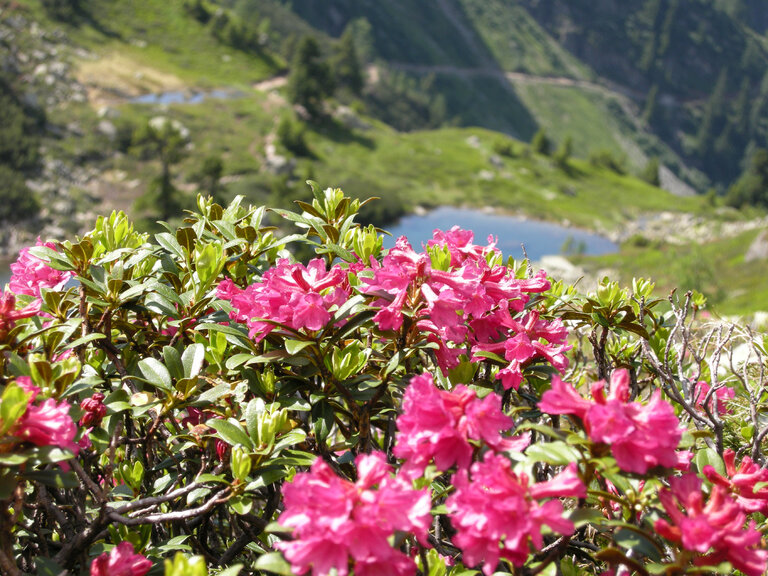 Fest zur Almrauschblüte - Impression #2.19