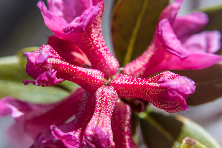 Fest zur Almrauschblüte - Impression #2.20