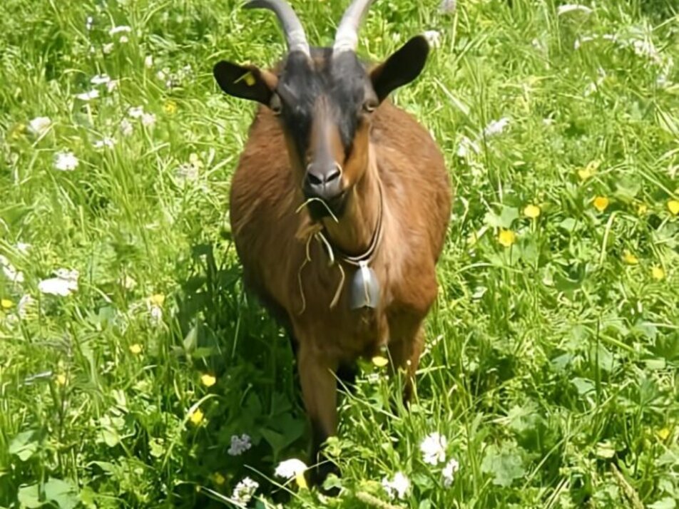 Tierisches Yoga auf der Weide - Impression #1 | © Sandra Glaser