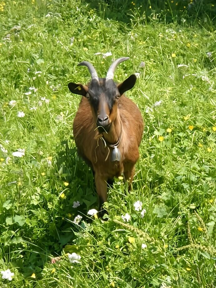 Tierisches Yoga auf der Weide - Impression #2.1 | © Sandra Glaser