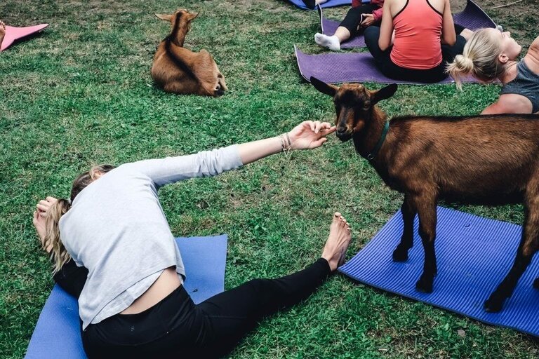 Tierisches Yoga auf der Weide - Impression #2.2 | © Sandra Glaser